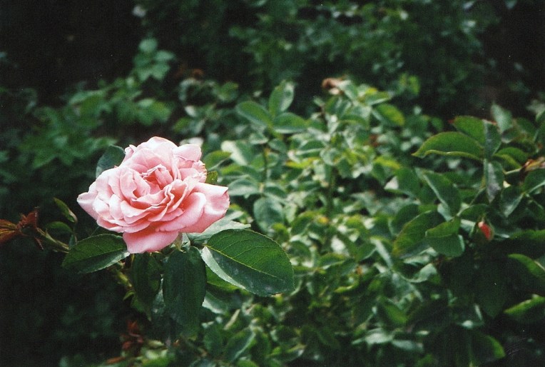 MARRAKECH_FILM_PHOTOGRAPHY-005